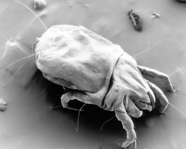 Mite Picture from Wikipedia Source
