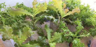 วิธี ปลูกผักไฮโดรโปนิกส์ในขวดน้ำ ขวดพลาสติก บนคอนโดมิเนียม เอาไว้กินเอง Hydroponic Vegetable in Bottle Featured Image