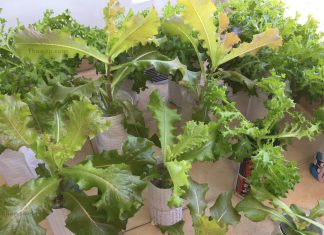 วิธี ปลูกผักไฮโดรโปนิกส์ในขวดน้ำ ขวดพลาสติก บนคอนโดมิเนียม เอาไว้กินเอง Hydroponic Vegetable in Bottle Featured Image