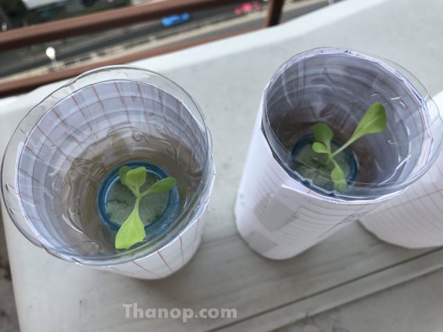 Hydroponic Vegetable in Bottle Young Plant in Bottle