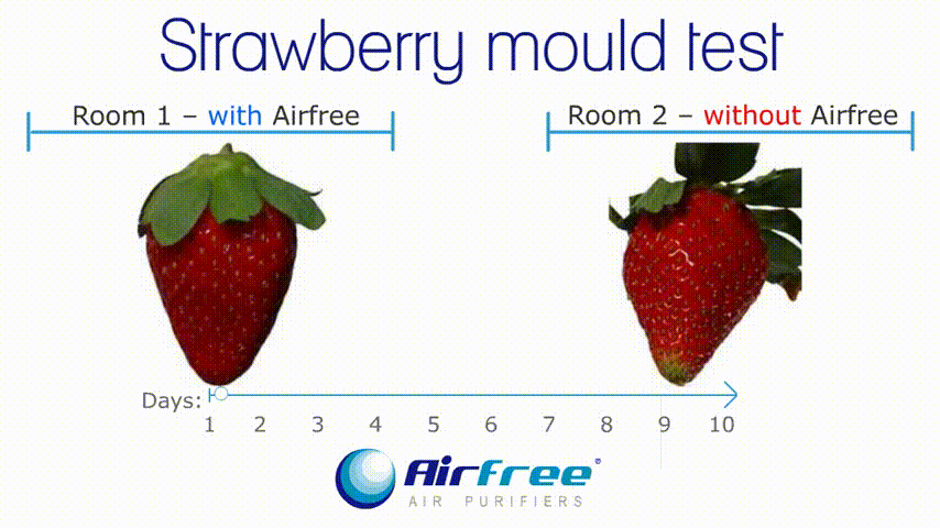 Airfree Lotus Test Strawberry Mould