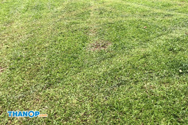 Robot Lawn Mower Grass Before and After Mowing