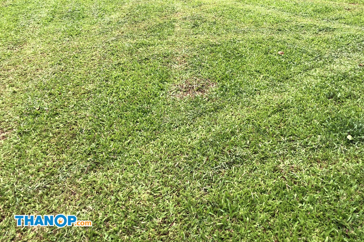 robot-lawn-mower-grass-before-and-after-mowing